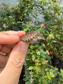 Hypomelanistic Common Snapping Turtle 2026