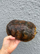 Hybino Red-Eared Slider Adult Female