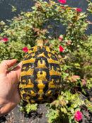 Eastern Hermann's Tortoise Adult Female
