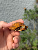 Bourret's Flowerback Box Turtle 2026