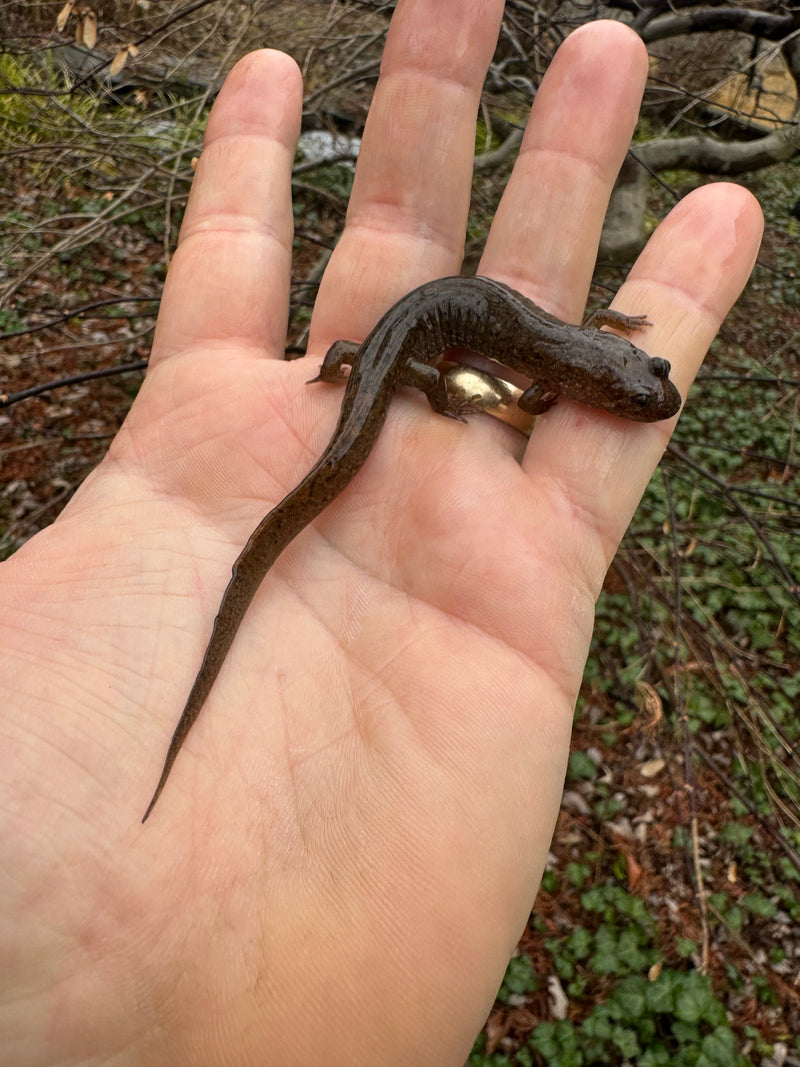 Seal Salamander (Desmognathus monticola)