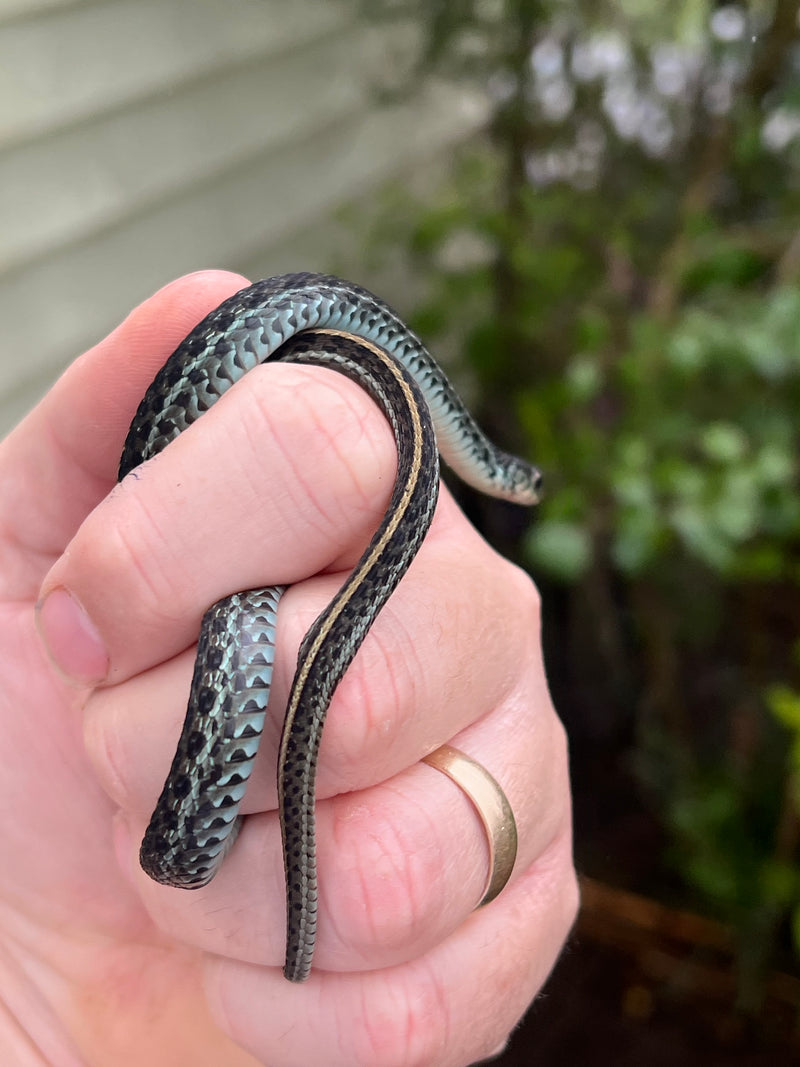 Florida Blue Garter Snake Juvenile Female