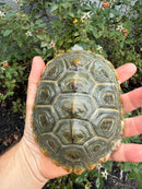 Northern Diamondback Terrapin Adult Female