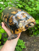 HI COLORED Suriname Red Foot Tortoise Adult Pair 6 (Chelonoidis carbonaria)