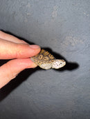 Hi White Concentric Diamondback Terrapin 2025