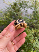 Sri Lankan Star Tortoise 2026