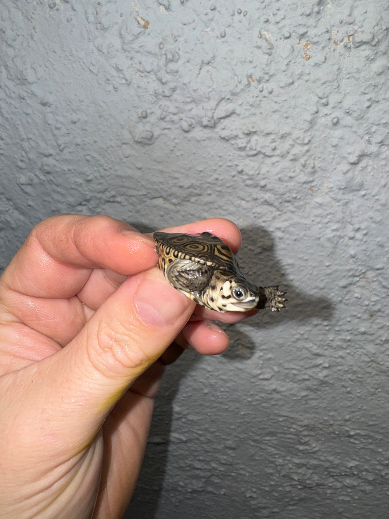 Hi White Concentric Diamondback Terrapin 2024