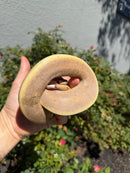 Banana Ball Python Mixed Morph Male