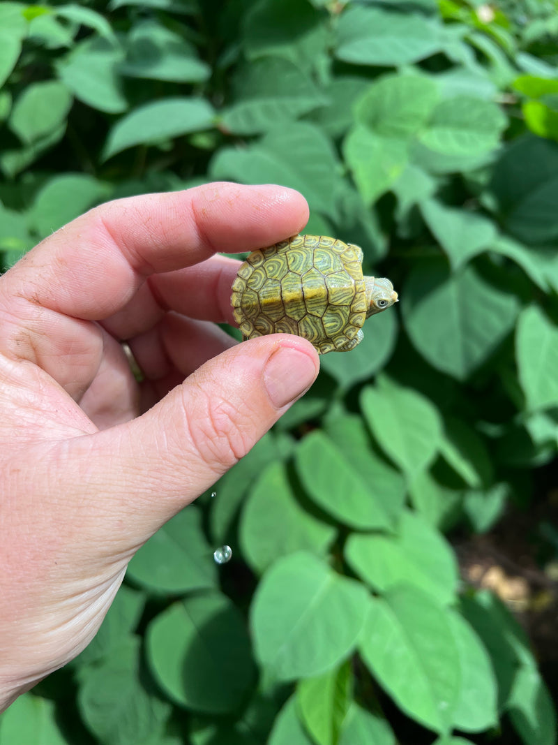 Pastel Clown Red Eared Slider Turtle 2024