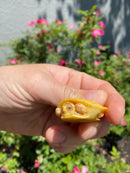 Albino Yellow Bellied Slider Turtle Female