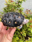 Ornate Diamondback Terrapin Female