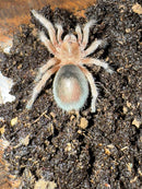 Red Chilean Rose Hair Tarantula (2 inch)  (Grammostola rosea)