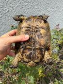 Mesopotamian Greek Tortoise Adult Female