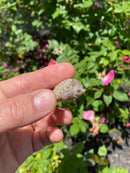 Albino Florida Snapping Turtle 2026
