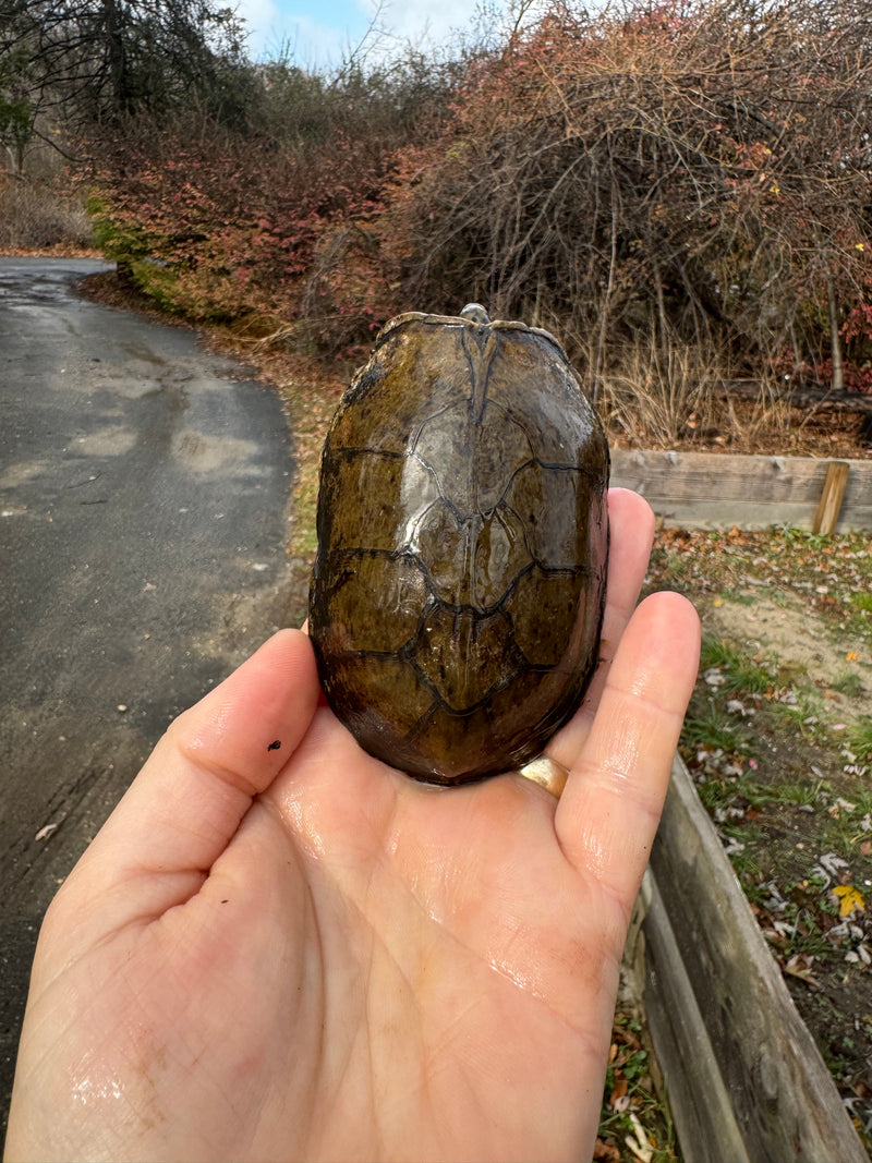 Stripe-necked Musk Turtle Adult Pair