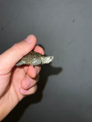 Hi White Concentric Diamondback Terrapin 2023