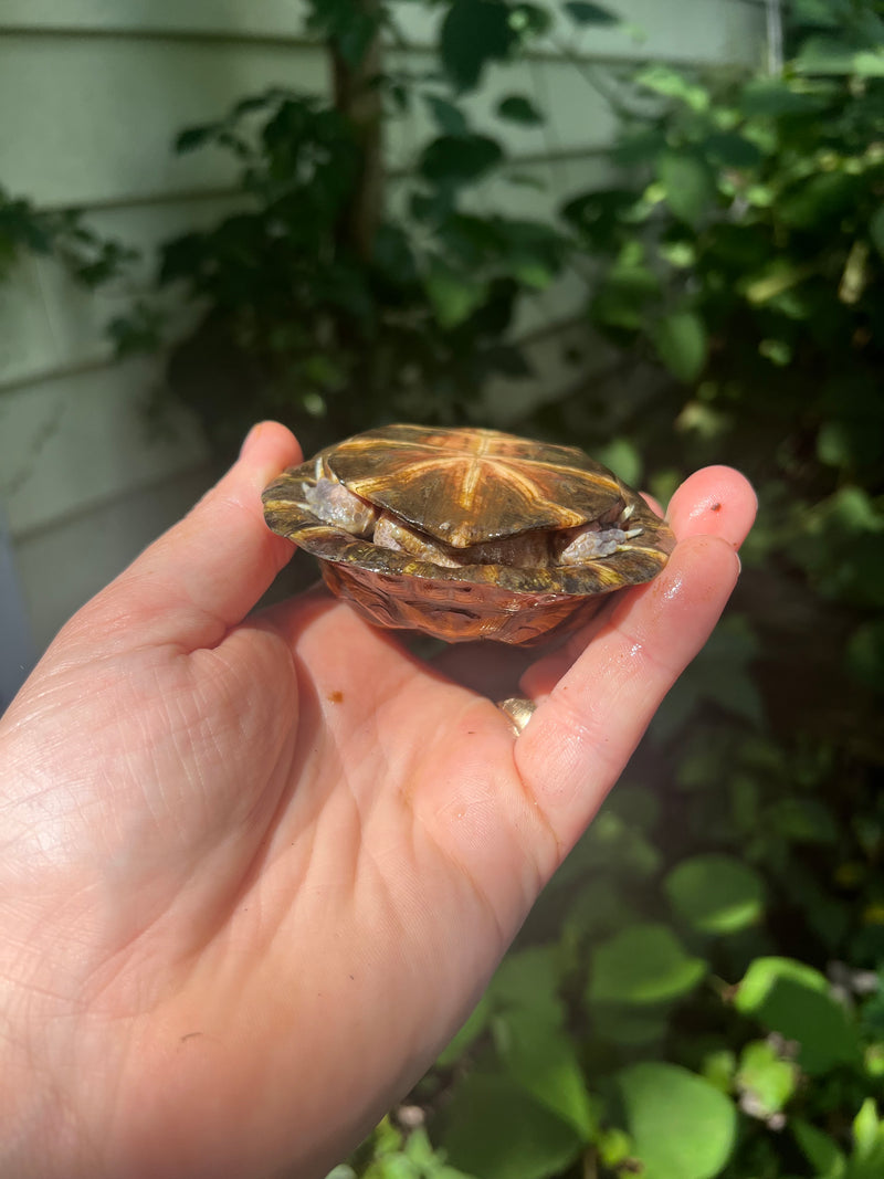 Gulf Coast Box Turtle 2021 Female