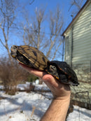 Mississippi Female Map Turtle Adult X Mississippi Diamondback Terrapin Adult Male BREEDING PROJECT