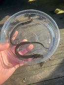 Lesser Dwarf Siren (Siren intermedia)