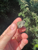 Cagle's  Map Turtle Baby (Graptemus caglei)