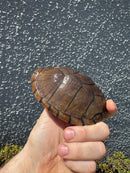 Razor backed Musk Turtle CB Adult Trio