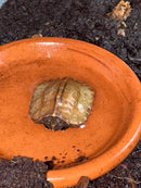 Vietnamese Black Breasted Leaf Turtle Baby 2025