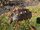 Barbados Red Foot Tortoise Adult Female