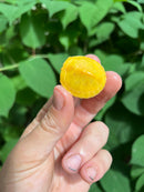 Paradox Albino Red Eared Slider Turtle  2024