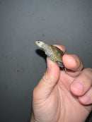 Concentric Diamondback Terrapin 2023 (Malaclemys terrapin)