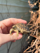 Leopard Tortoise 2024