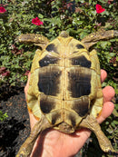 Eastern Hermann's Tortoise Adult Female