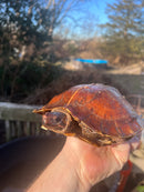 Spiny Hill Turtle Adult Pair