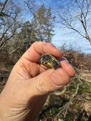 Pastel Reeves Turtle Baby 2025