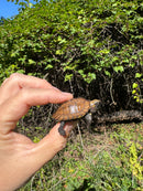 Keeled Box Turtle Baby 2025