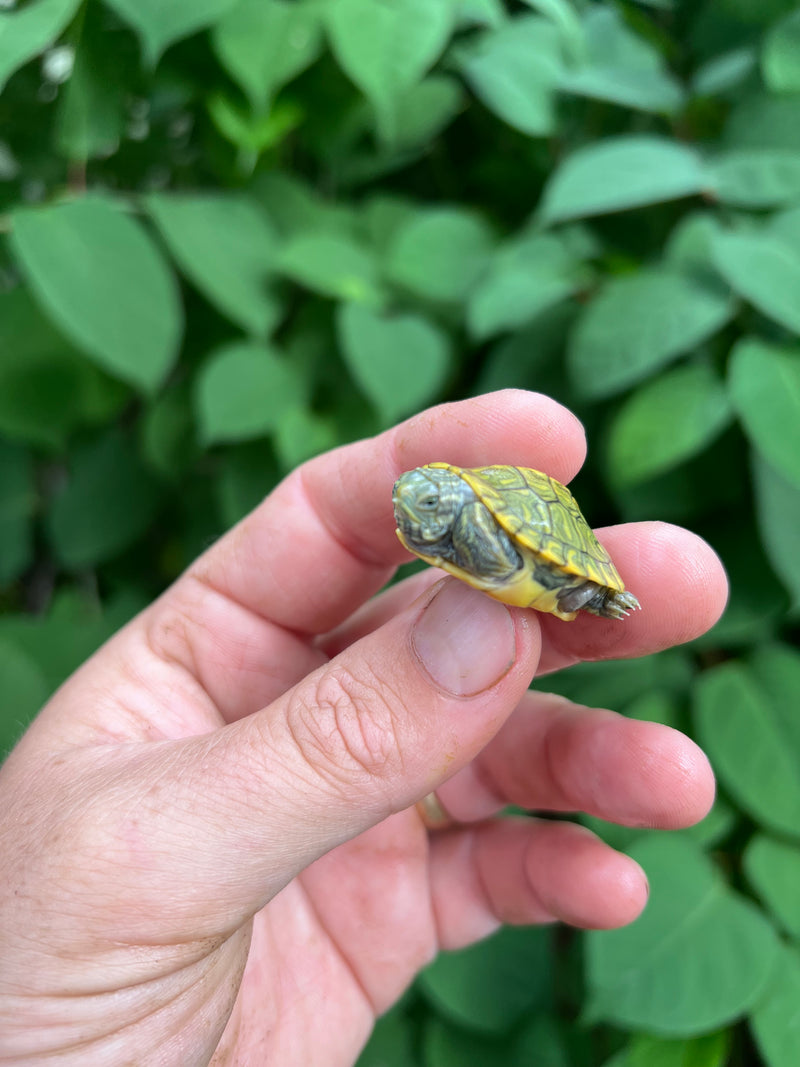 Pastel Clown Red Eared Slider Turtle 2024