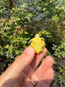 Pastel Picasso Red Eared Slider Turtle
