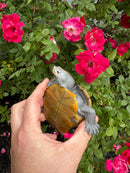 Adult Northern Diamondback Terrapin Male