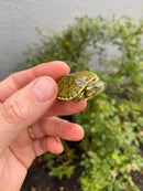 Pastel Clown Peacock Slider Baby 2026