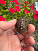 Hi Color Orange Baby Eastern Box Turtle