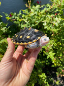 Ornate Diamondback Terrapin Female