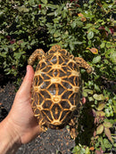 Sri Lankan Star Tortoise 2010