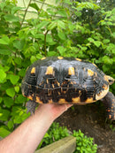 HI COLORED Suriname Red Foot Tortoise Adult Pair 6 (Chelonoidis carbonaria)