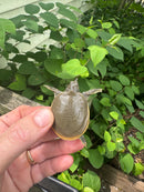 Guadalupe Spiny Softshell Turtle Baby (Apalone spinifera guadalupensis)