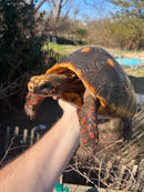 Barbados Red Foot Tortoise Adult Pair