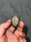 Hi White Concentric Diamondback Terrapin 2023