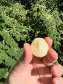 Albino Pink Bellied Sideneck Turtle Baby (Emydura subglobosa)
