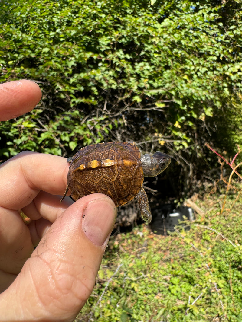 Hi Color Orange Baby Eastern Box Turtle