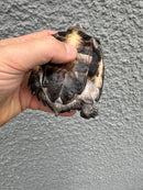Black Marsh Turtle CH Juvenile