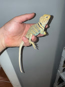 Aquaflame Blue Eastern Collared Lizard Adults (Crotaphytus collaris)