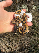 Hi White Pied Ball Python Female